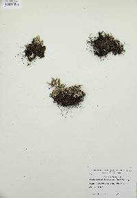 Selaginella rupestris image