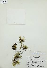 Selaginella rupestris image