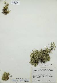 Selaginella rupestris image