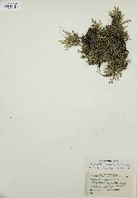 Selaginella rupestris image