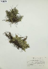 Selaginella rupestris image