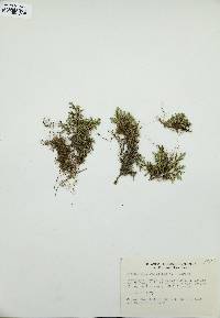Selaginella rupestris image