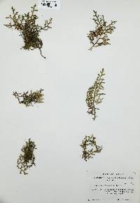 Selaginella underwoodii image