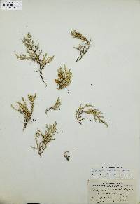 Selaginella wallacei image