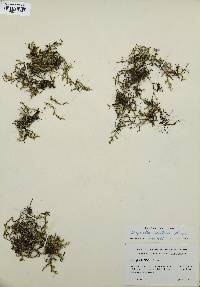 Selaginella wallacei image