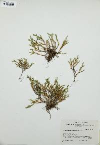 Selaginella weatherbiana image