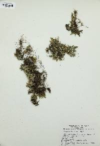 Selaginella densa image