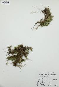 Selaginella densa image