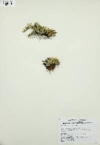 Selaginella densa image