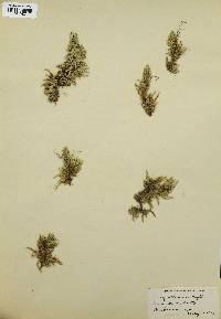 Selaginella densa image