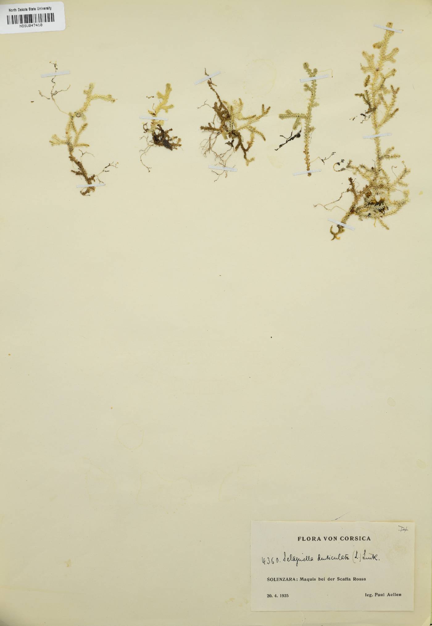 Selaginella kraussiana image
