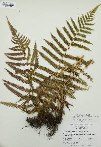 Thelypteris kunthii image