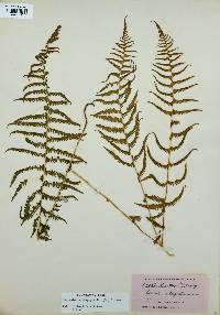 Thelypteris phegopteris image