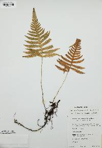 Thelypteris phegopteris image