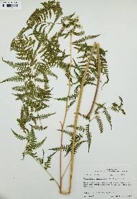 Macrothelypteris torresiana image