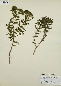 Thelypteris dentata image