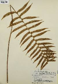 Thelypteris dentata image