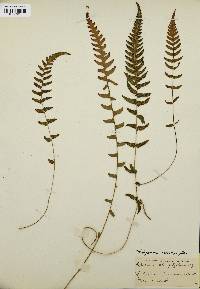 Thelypteris sclerophylla image