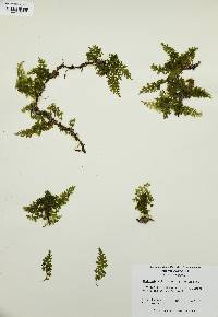 Vandenboschia boschiana image