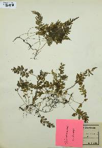 Trichomanes radicans image