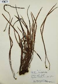 Vittaria rigida image