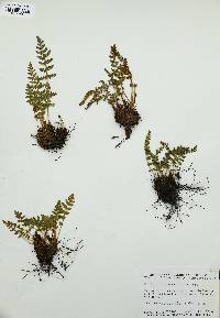 Woodsia ilvensis image