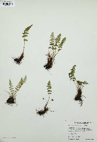 Woodsia oregana image