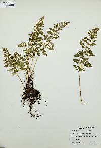 Woodsia oregana image