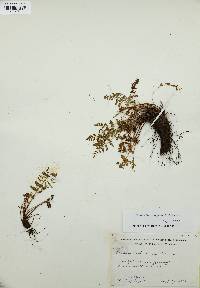 Woodsia oregana image