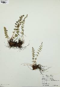 Woodsia oregana image