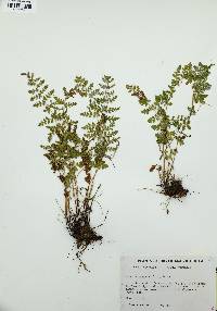 Woodsia oregana image