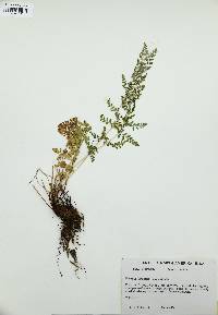 Woodsia oregana image