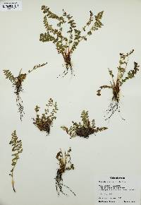 Woodsia oregana image