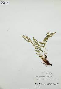 Woodsia scopulina image