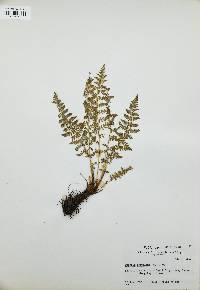 Woodsia scopulina image