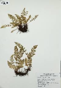Woodsia oregana image