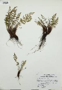Woodsia oregana image