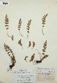 Woodsia oregana image