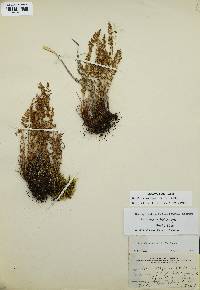 Woodsia oregana image