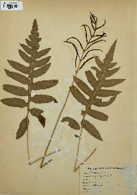 Woodwardia angustifolia image