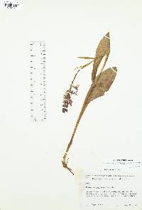 Platanthera psycodes image