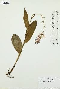 Platanthera psycodes image