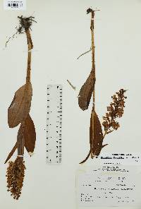 Platanthera psycodes image