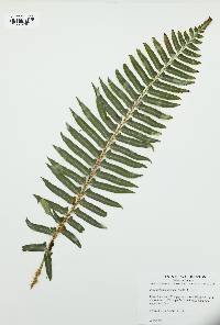 Polystichum munitum image