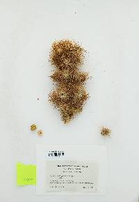 Cylindropuntia × multigeniculata image