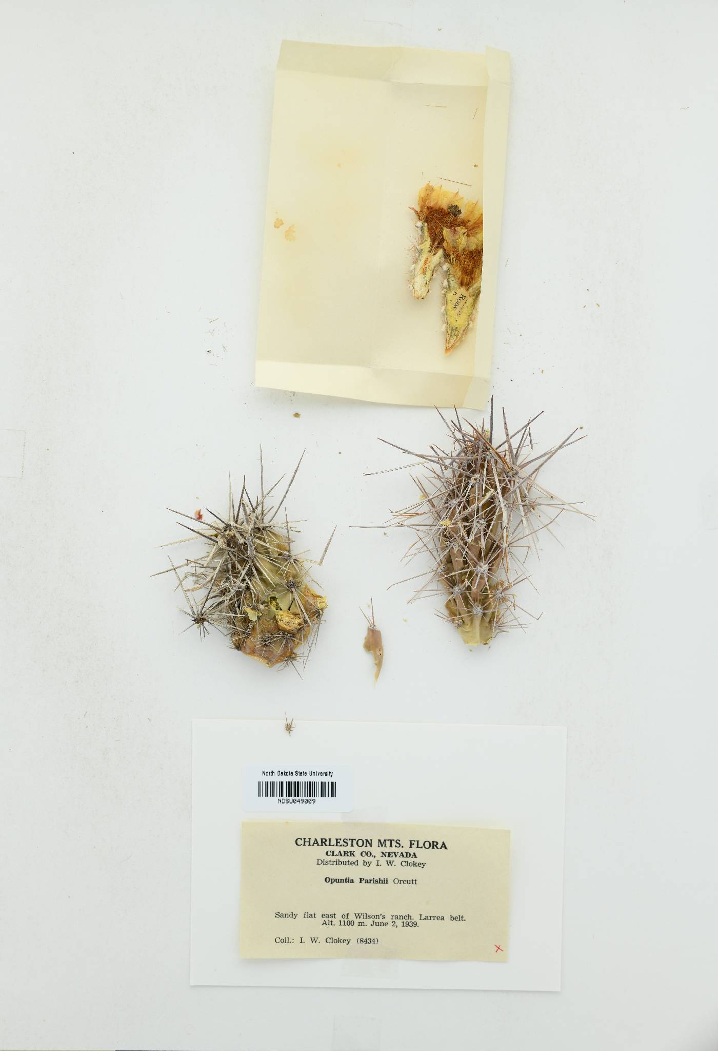 Grusonia parishii image