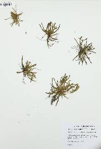 Plagiobothrys scouleri image
