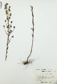 Eurybia compacta image