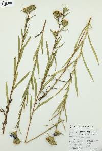 Eurybia hemispherica image