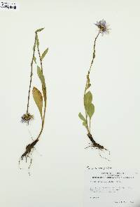 Eurybia integrifolia image